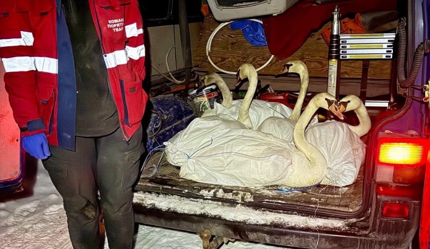 Волонтери випустили врятованих лебедів на воду у "Межигір'ї": деталі