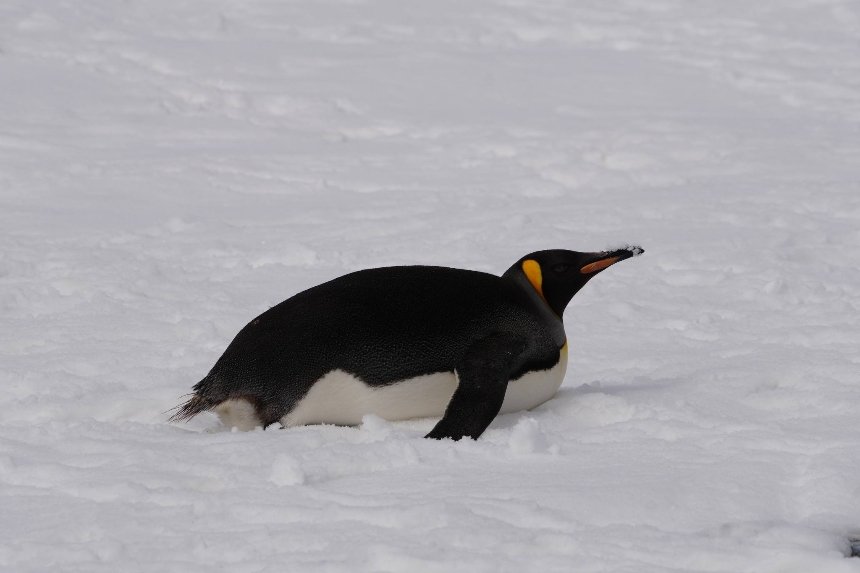 Полярники "Вернадського" зустріли королівського пінгвіна