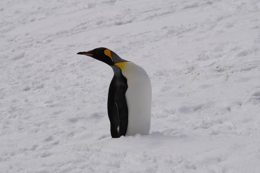 Полярники "Вернадського" зустріли королівського пінгвіна