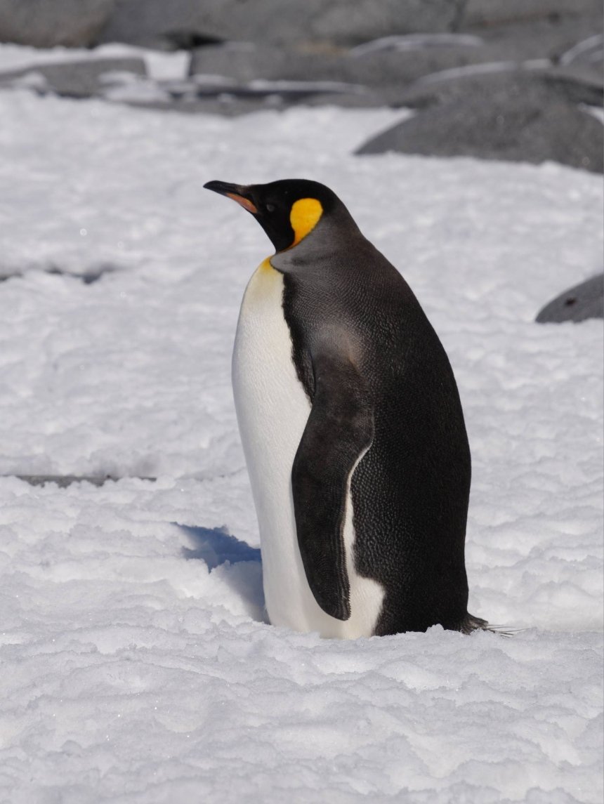Полярники "Вернадського" зустріли королівського пінгвіна