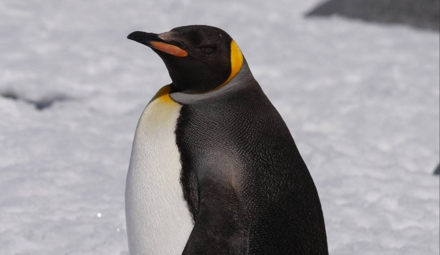 Полярники "Вернадського" зустріли королівського пінгвіна за 2000 км від його дому: фото