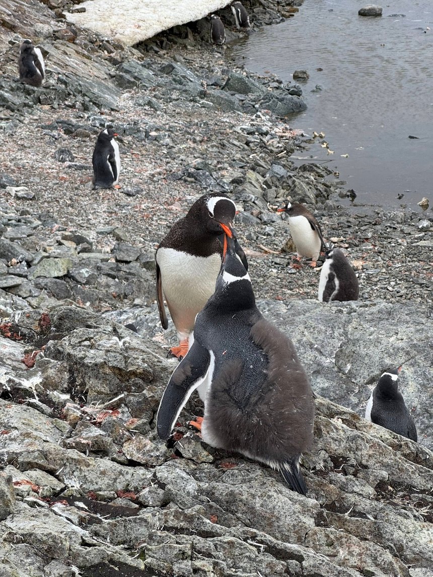 На станції "Академік Вернадський" розпочалося велике линяння пінгвінів На станції "Академік Вернадський" розпочалося велике линяння пінгвінів