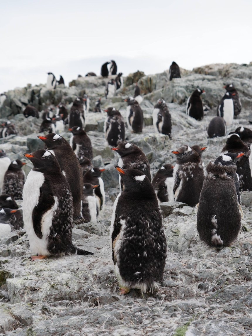 На станції "Академік Вернадський" розпочалося велике линяння пінгвінів На станції "Академік Вернадський" розпочалося велике линяння пінгвінів