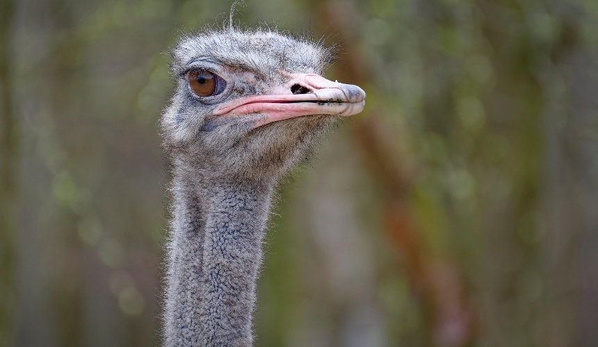 У Білій Церкві в гаражі тримали страуса: подробиці