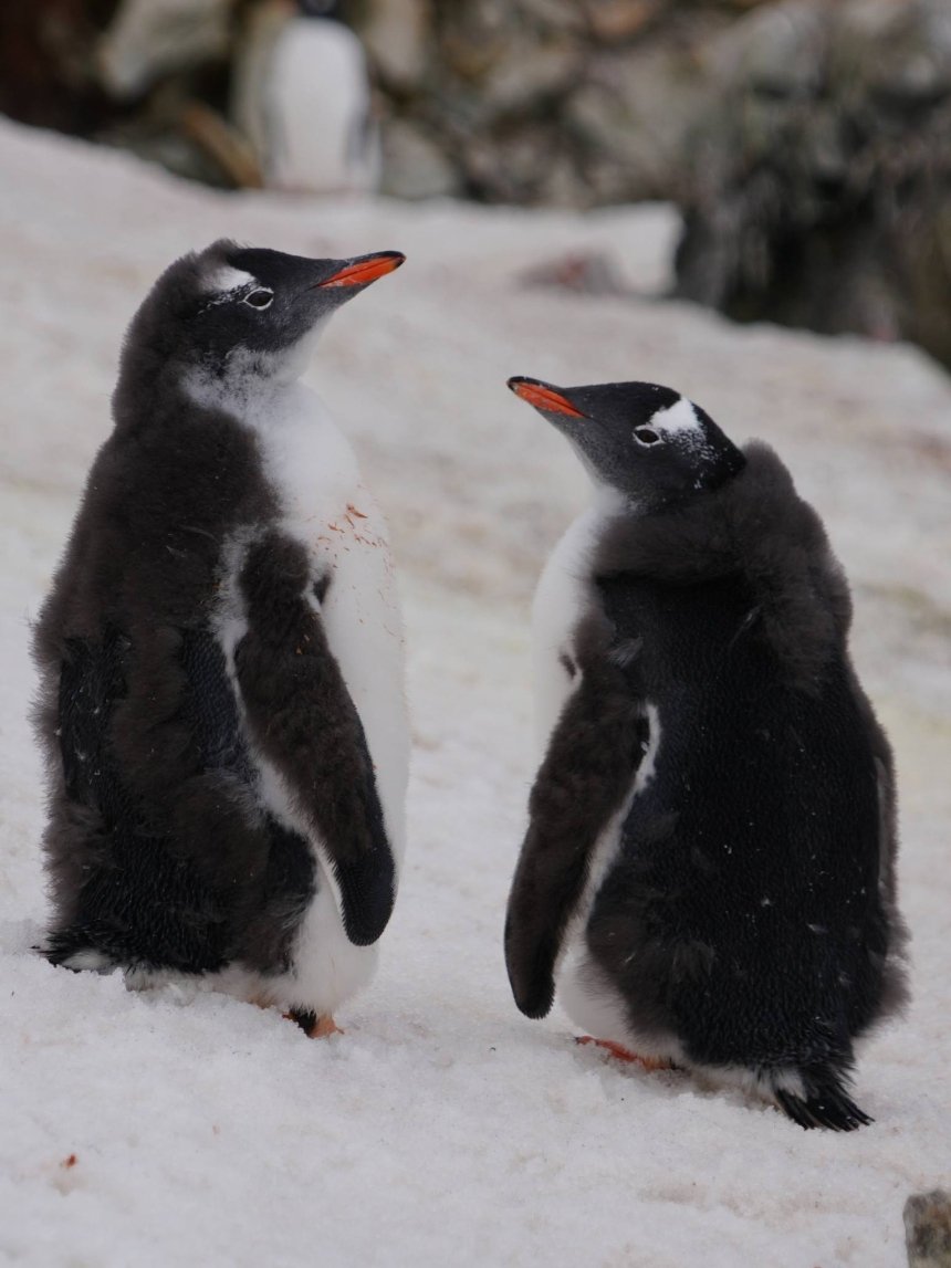 На станції "Академік Вернадський" розпочалося велике линяння пінгвінів На станції "Академік Вернадський" розпочалося велике линяння пінгвінів