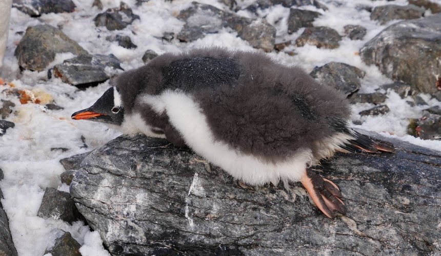 На станції "Академік Вернадський" розпочалося велике линяння пінгвінів: як вони виглядають