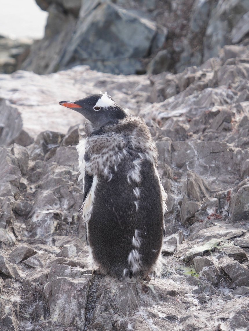 На станції "Академік Вернадський" розпочалося велике линяння пінгвінів На станції "Академік Вернадський" розпочалося велике линяння пінгвінів