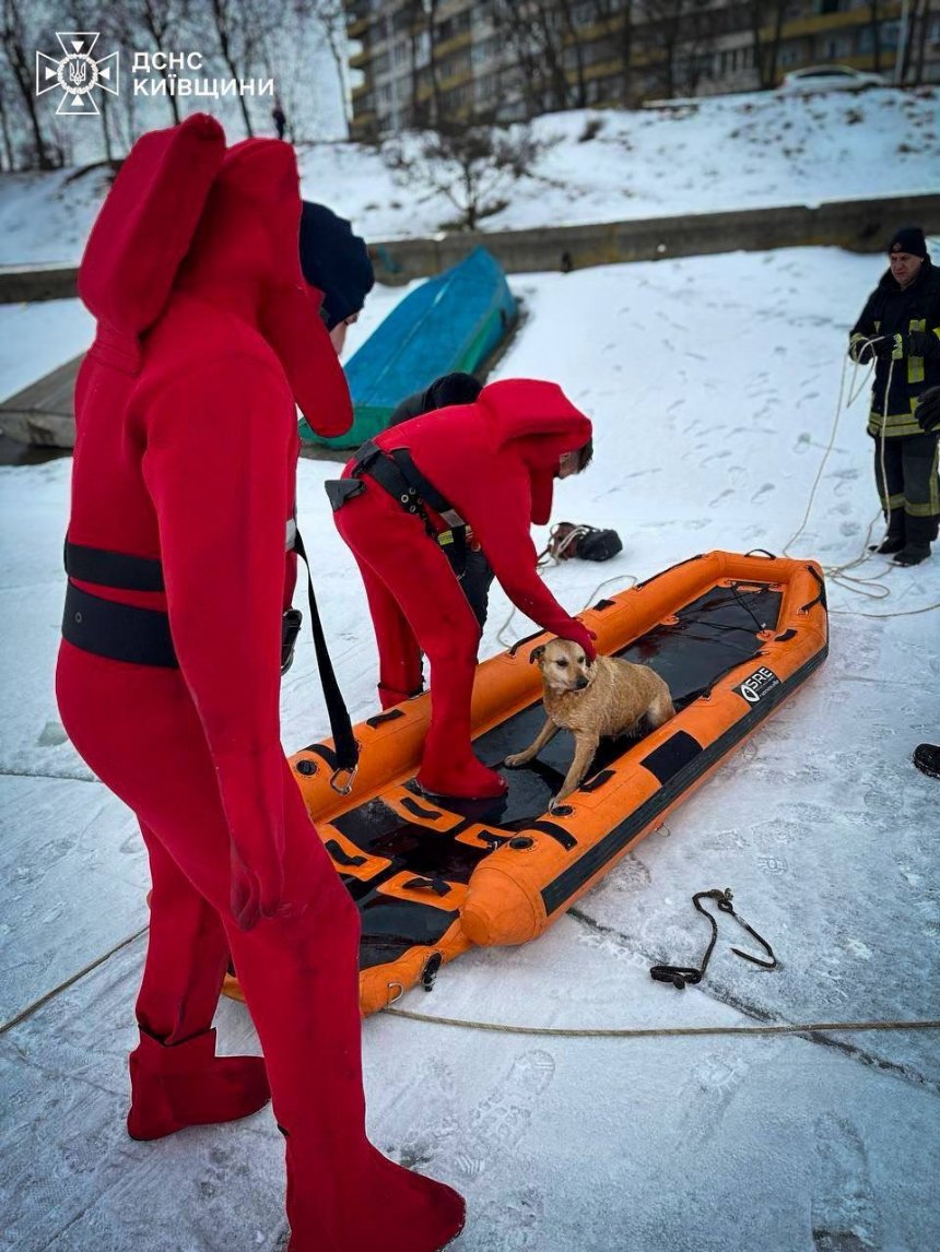 На Київщині рятувальники дістали собаку з крижаної пастки на Дніпрі