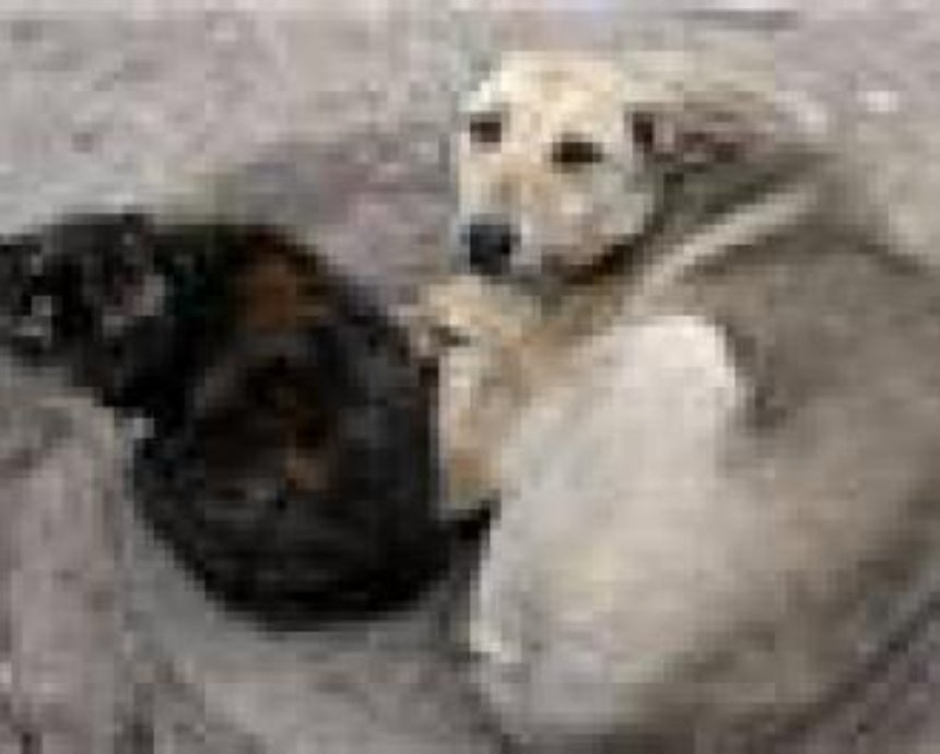 На Борщаговке соседи поссорились из-за бездомных собак