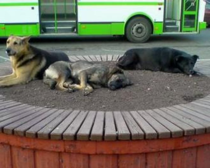Собачье жилье-былье: на Куреневке обнаружена «ночлежка» для животных