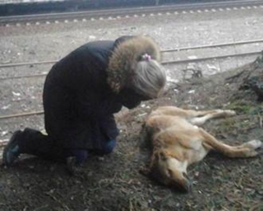 Бедняга-дворняга: кто убивает бездомных киевских собак