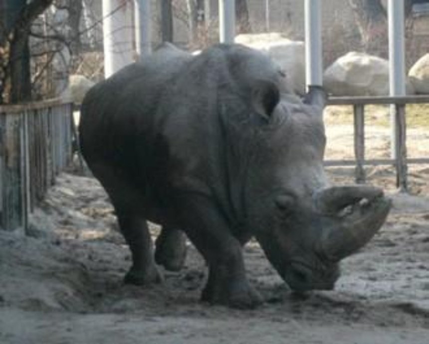 В киевском зоопарке на первую весеннюю прогулку вышли носорог и жираф (фото)