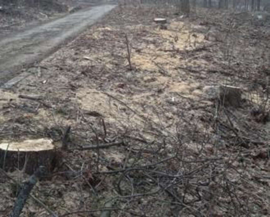 Возле Зеленого театра в Киеве пилят деревья – киевляне