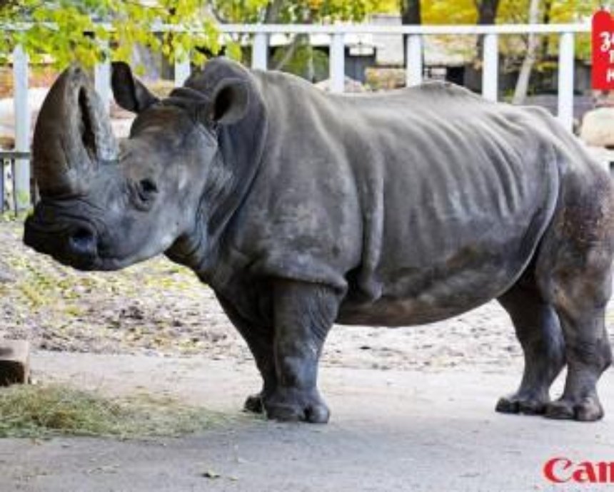 ​В киевском зоопарке тяжело заболел старейший в Европе носорог