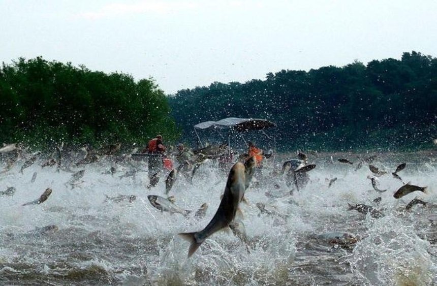 Толстолобик и карп: в Днепр выпустят 5 тонн рыбы