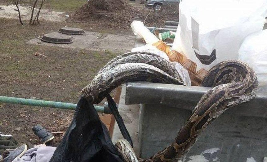 "Поигрались и выбросили": на Русановке в мусорнике нашли мертвого удава