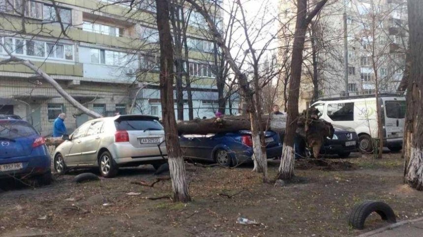 Наказало: на припаркованные на газоне машины упало дерево (фото)