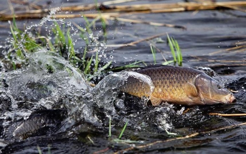 У столичних водоймах заборонили ловити рибу