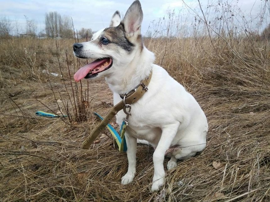Заведи себе друга: в Киеве ищут хозяина для спасенной собаки