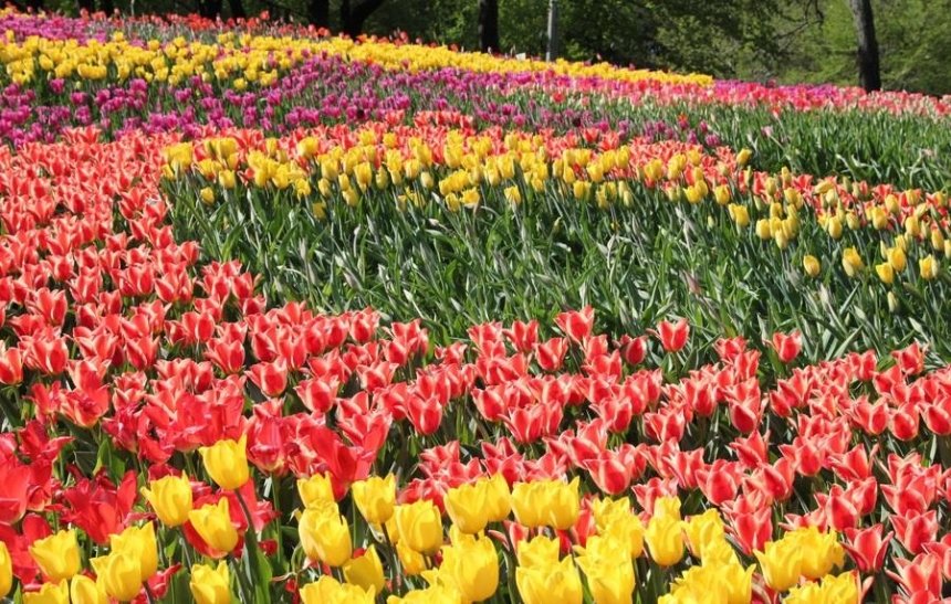 Тюльпаны наше все: в Киеве откроется выставка тюльпанов