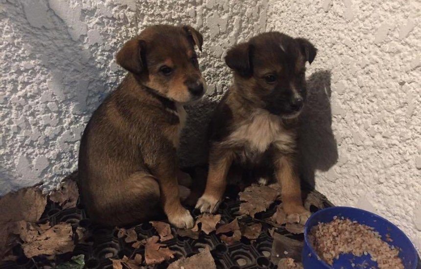 Нашли под дверью: в Киеве ищут дом для трех милых щенков