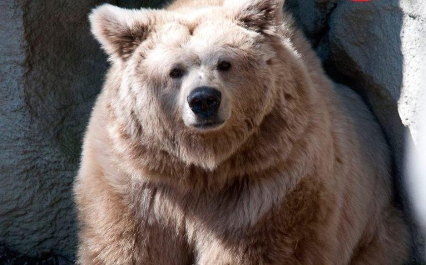 Прощай, Бона: в Киевском зоопарке умерла самая старая медведица 