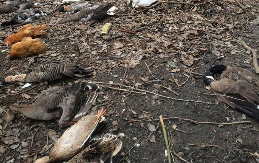 Опасное соседство: на Лукьяновке отравили несколько десятков редких птиц (фото)
