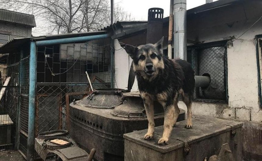 Киевлян просят помочь приюту для животных в Пирогово