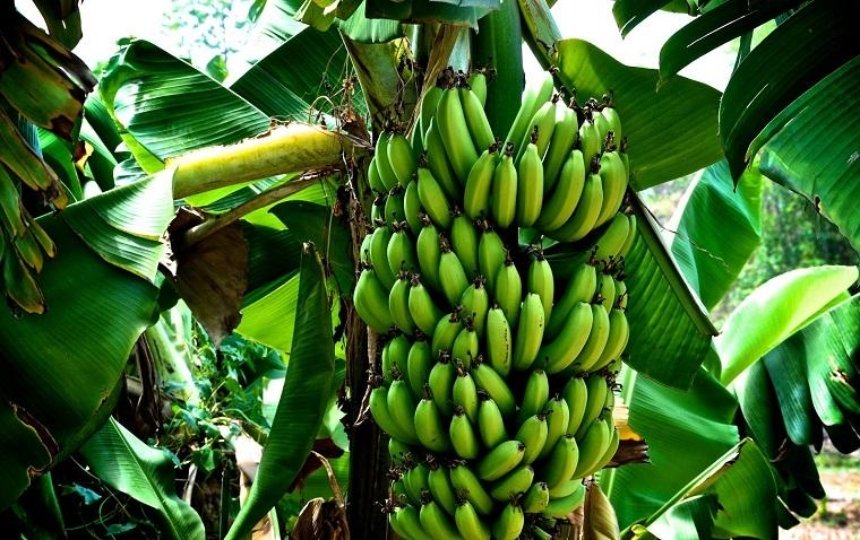Жители столицы смогут посетить банановую ферму