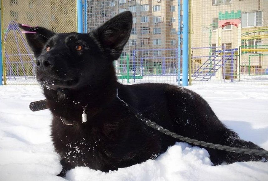В Киеве собака спасла мужчину от нападения неизвестных (фото)