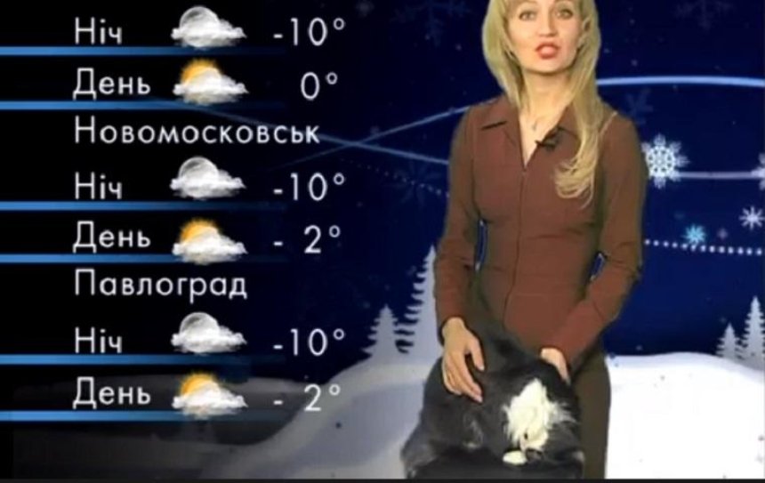 Коты и кошки стали соведущими прогноза погоды на украинском телеканале (видео)