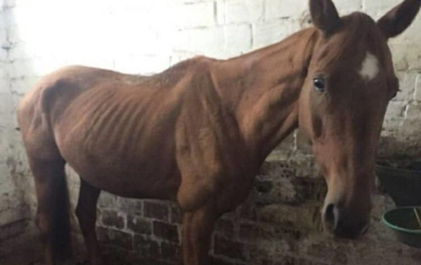 В Киеве на конюшне нашли заморенных голодом лошадей (фото, видео)