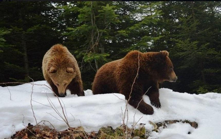 На Закарпатье проснулись медведи (фото)