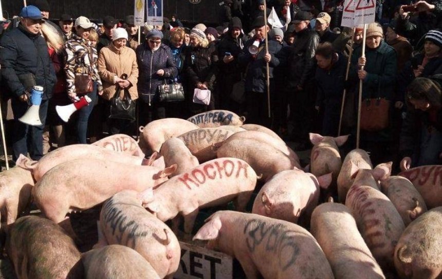 Возле Житнего рынка выгуляли «политических» свиней (видео)