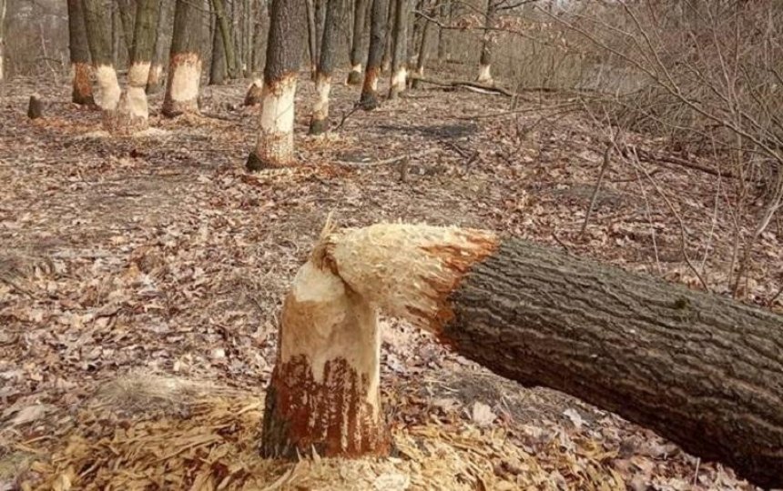 На острове под Киевом бобры погрызли деревья