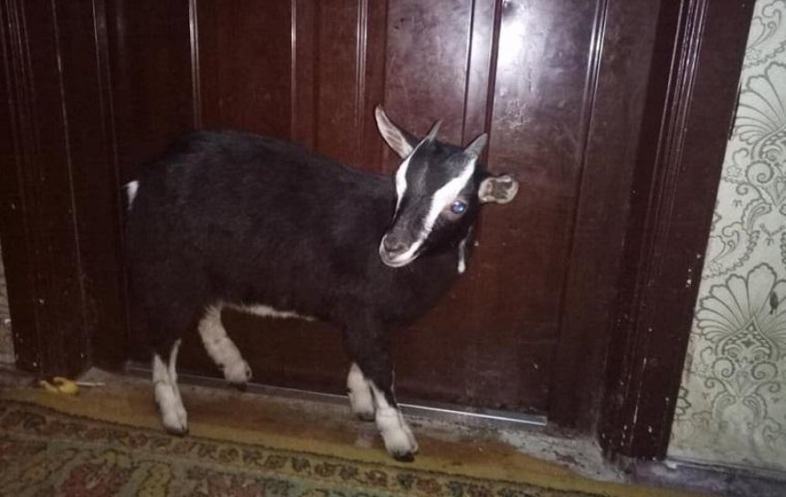 На Відрадному на вулиці знайшли зв’язану козу