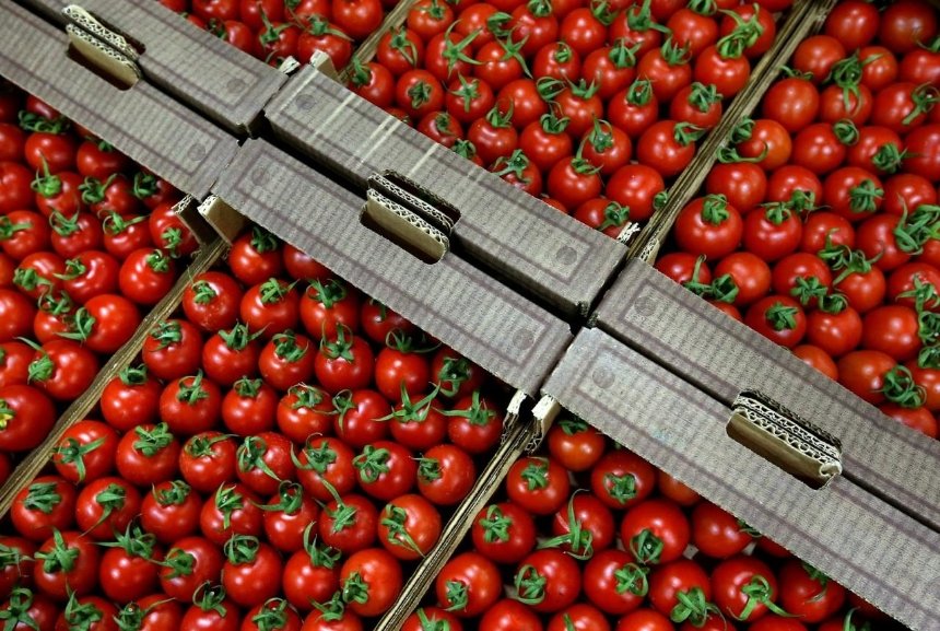 В помидорах из Турции нашли южноамериканскую моль