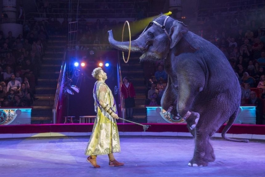 В Киеве окончательно запретили передвижные цирки с животными
