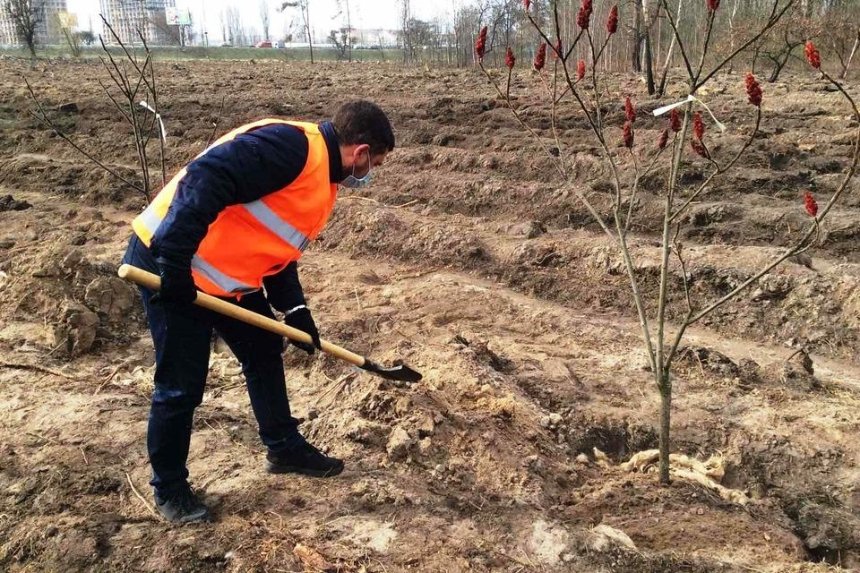 На месте отравленных сосен возле станции метро «Лесная» высадили новые деревья