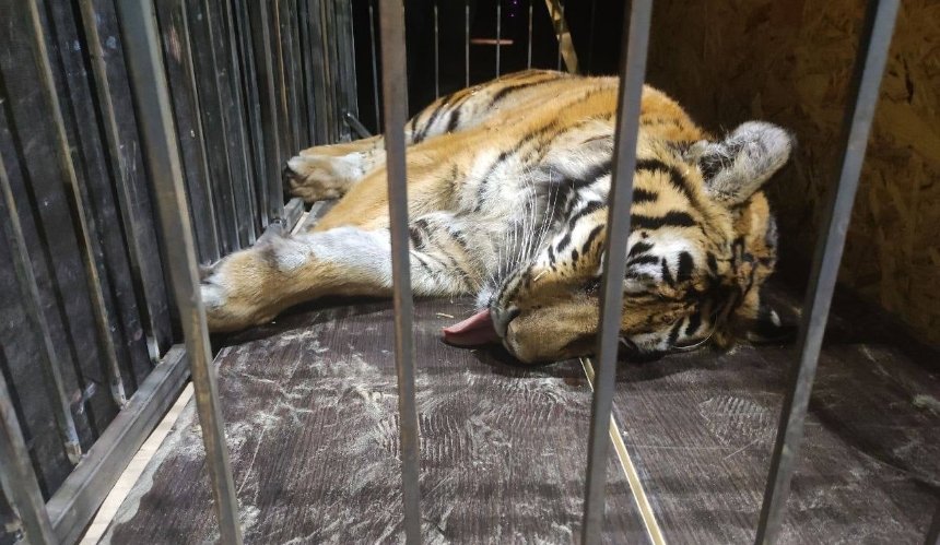 Волонтери евакуювали з Конча-Заспи кинутого тигра