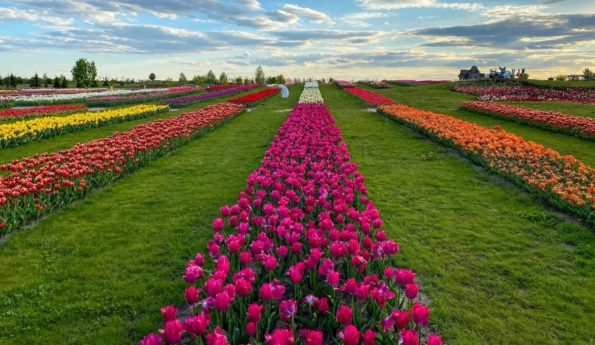 На Київщині в "Добропарку" розквітнуть три мільйони тюльпанів: як подивитися