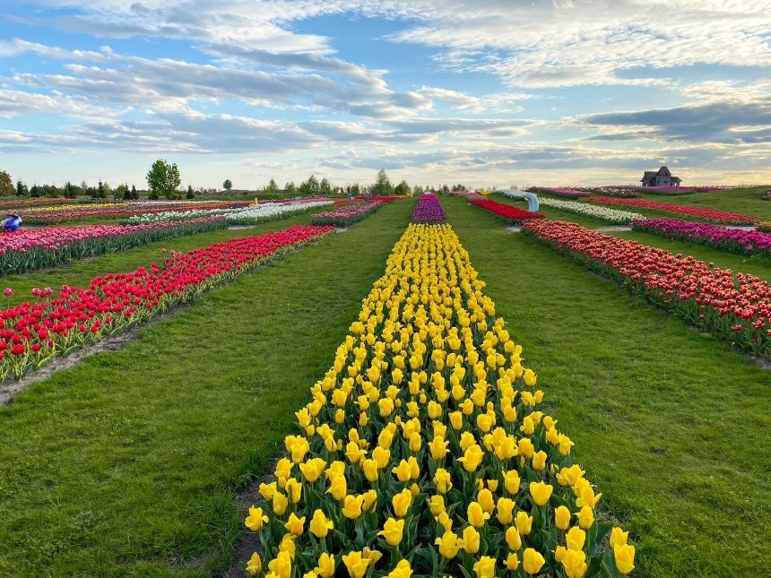 На Київщині в "Добропарку" розквітнуть три мільйони тюльпанів