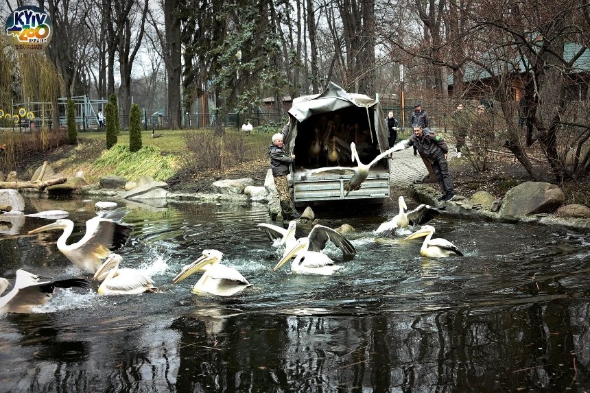 У Київському зоопарку пеліканів випустили на озеро