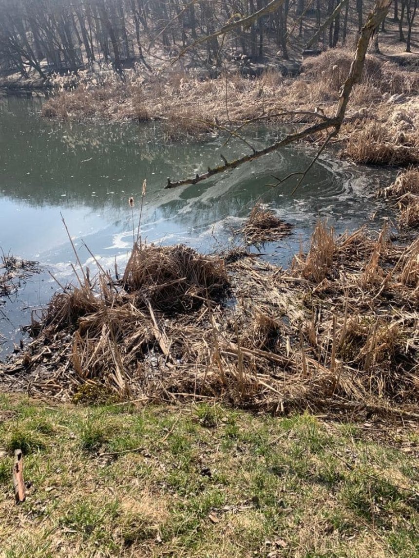 Голосіївські озера потерпають від забруднення | НашКиїв.UA