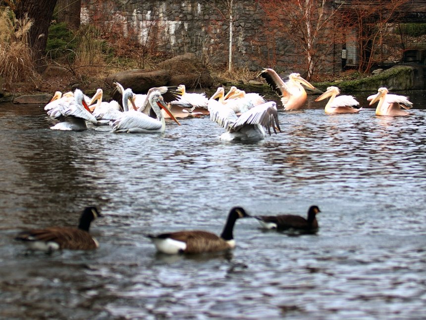 Пеликани повернулись на озера в Київському зоопарку