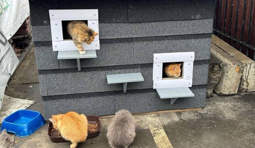 На території МегаМаркету на Київщині встановили будиночок для вуличних котів: фото