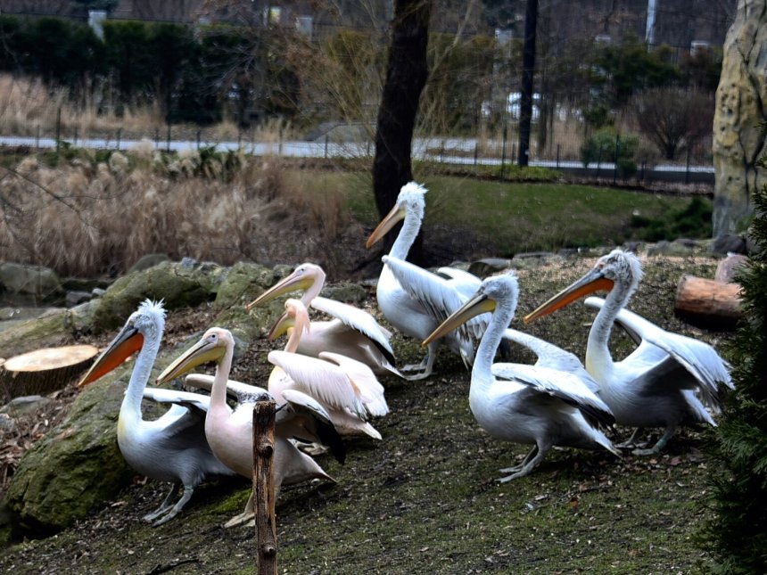 Пеликани повернулись на озера в Київському зоопарку