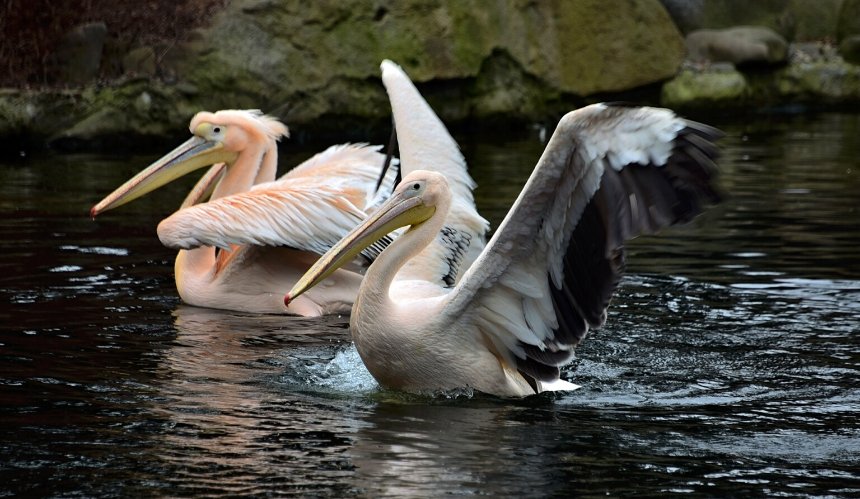 Пелікани "Київського зоопарку" повернулись на свої озера
