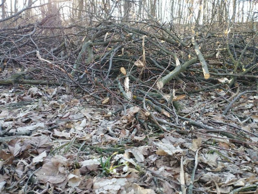У лісі біля села Іванковичі Київської області, лісники незаконно вирубують дерева у місцях росту червонокнижних підсніжників