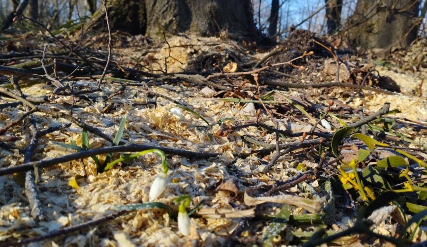 На Київщині незаконно вирубують ліс у місцях росту червонокнижних рослин: фото